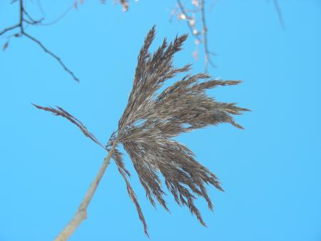 PHRAGMITES AUSTRALIS