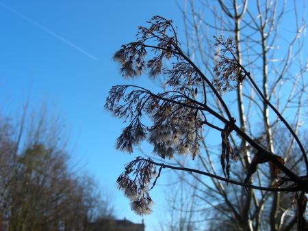EUPATORIUM CANNABINUM
