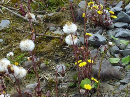TUSSILAGO  FARFARA