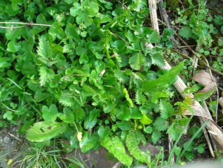 COMBAT POUR LA LUMIERE