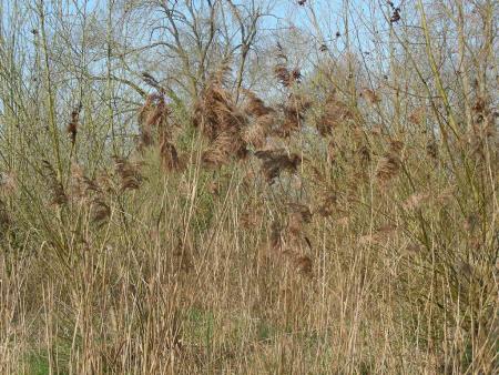 MURMURES DANS LES ROSEAUX  !