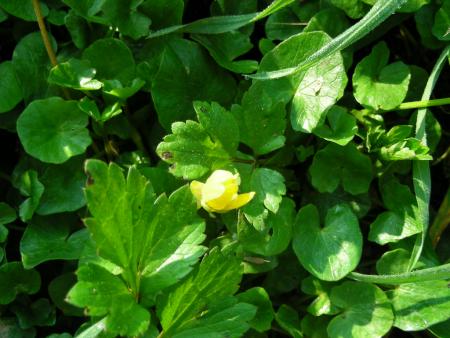 FEUILLES DE RENONCULACEES