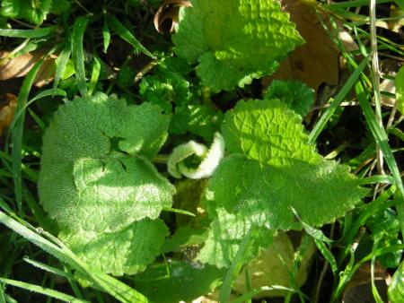 STACHYS SYLVATICA  ?