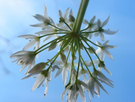 ALLIUM URSINUM