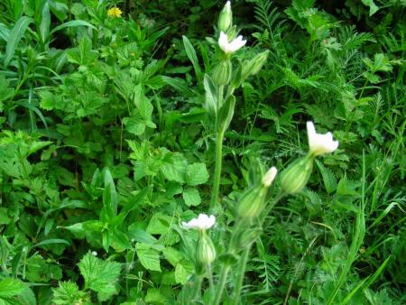 LYCHNIS DIOICA