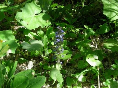 AJUGA REPTANS