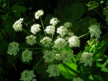 HERACLEUM  SPHONDYLIUM