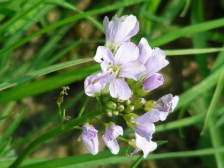 CARDAMINE PRATENSIS