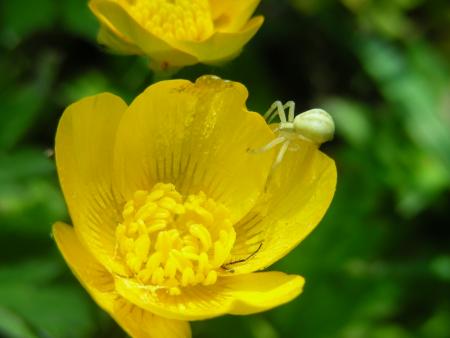 THOMISE  SUR  RANUNCULUS
