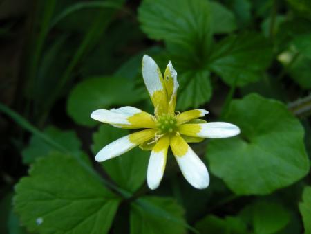 FICARIA RANUNCULOIDES