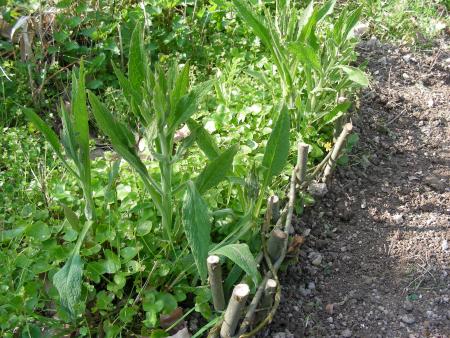 SYMPHYTUM OFFICINALE