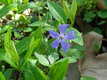 VINCA MINOR