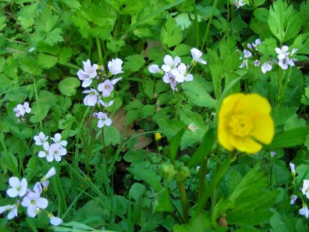 CARDAMINE PRATENSIS