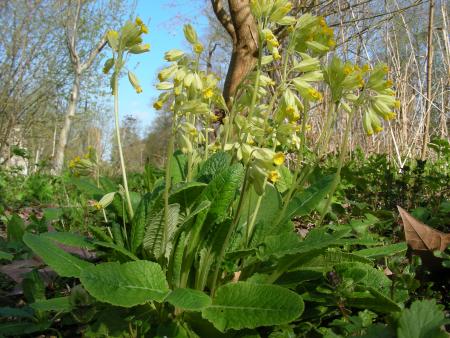 PRIMULA VERIS