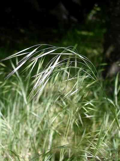 BROMUS STERILIS