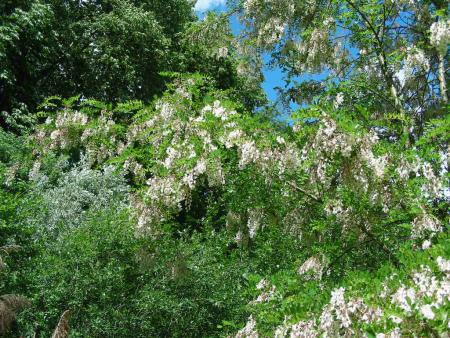 ROBINIA  PSEUDACACIA