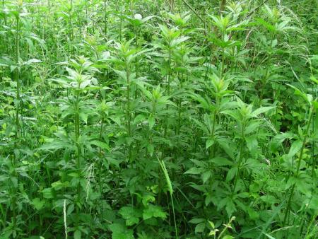 EUPATORIUM CANNABINUM