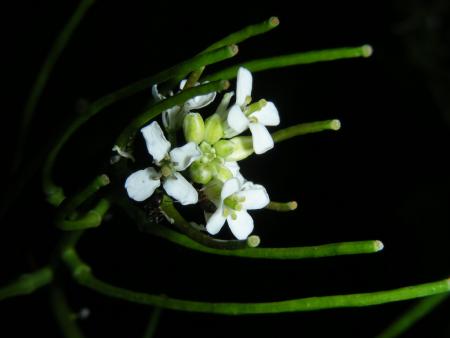 ALLIARIA  OFFICINALIS