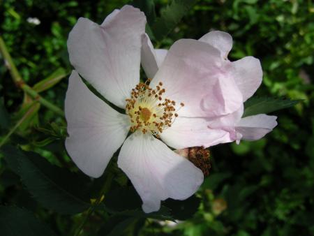 ROSA CANINA