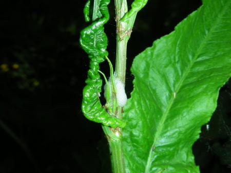 HEMIPTERE SUR RUMEX