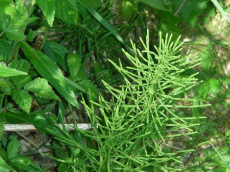 EQUISETUM sp.