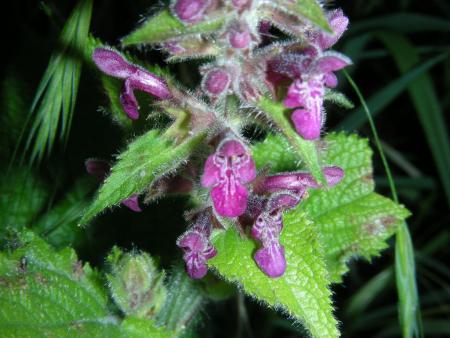 INTERVENTION : FAVORISER STACHYS SYLVATICA