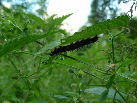 NYMPHALIS IO = INACHIS IO