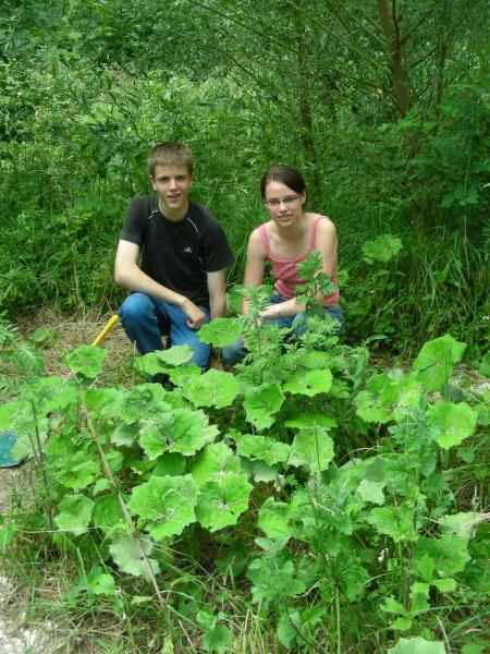 TUSSILAGO FARFARA  et SENECIO JACOBEA
