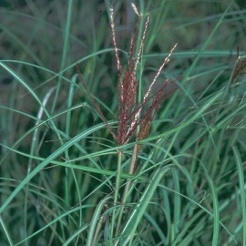 MISCANTHUS SINENSIS