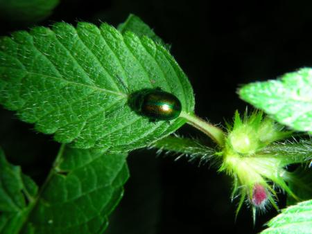 CHRYSOLINA  SP. SUR GALEOPSIS TETRAHIT