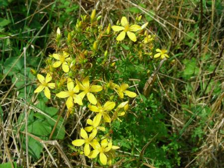 HYPERICUM  PERFORATUM