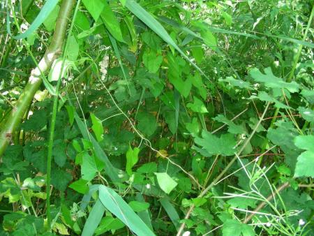 CALYSTEGIA SEPIUM = CONVOLVULUS SEPIUM
