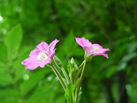 EPILOBIUM HIRSUTUM