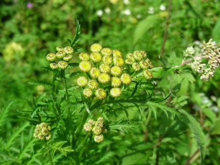TANACETUM VULGARE