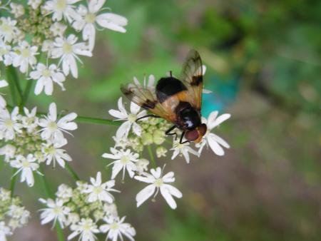 VOLUCELLA SUR HERACHLEUM