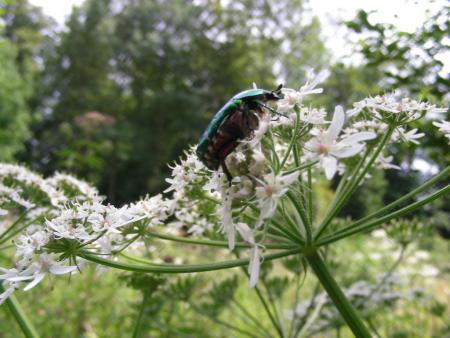 CETONIA SUR HERACHLEUM