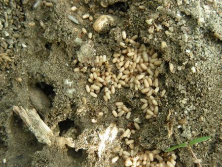 CIMETIERE A LAPIN DE GARENNE 2