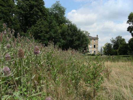 DIPSACUS : UNE HAIE NATURELLE