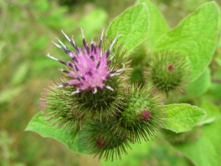 ARCTIUM LAPPA