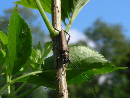 AROMIA MOSCHATA SUR SAMBUCUS NIGRA
