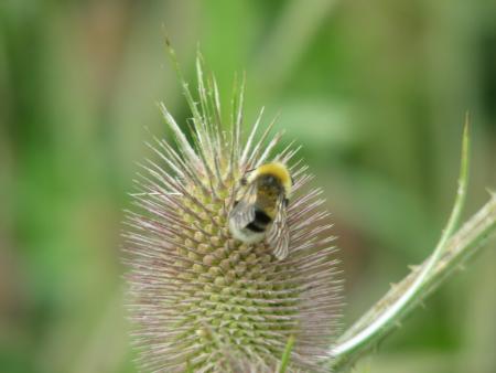 BOMBUS SUR DIPSACUS