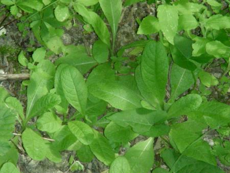 PRIMULA OFFICINALIS ? ZOOM