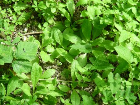 PRIMULA OFFICINALIS ?