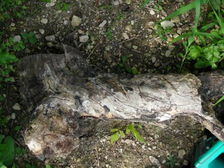 CIMETIERE A LAPIN DE GARENNE 1