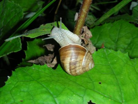 HELIX POMATIA SUR EPILOBIUM HIRSUTUM