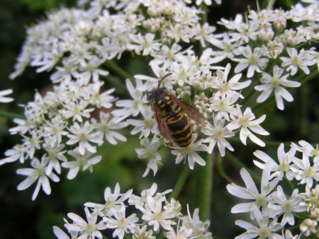 VESPULA SUR HERACHLEUM