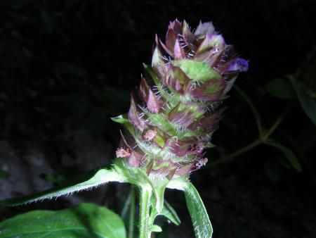 BRUNELLA  VULGARIS = PRUNELLA VULGARIS