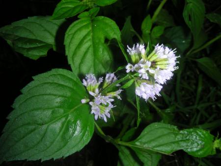MENTHA  AQUATICA