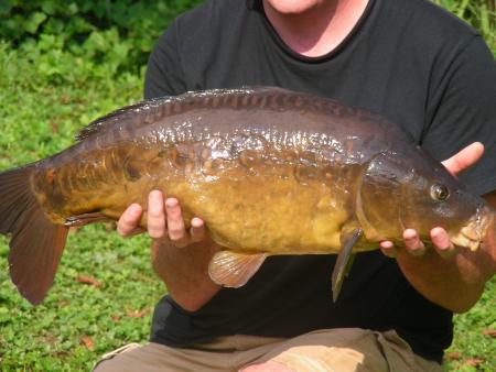 CYPRINUS CARPIO CARPIO
