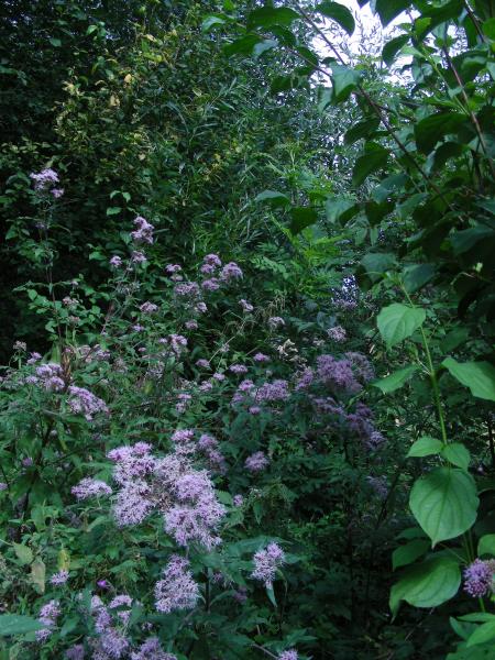 LISTE FLORISTIQUE D'UNE MEGAPHORBIAIE EUTROPHE